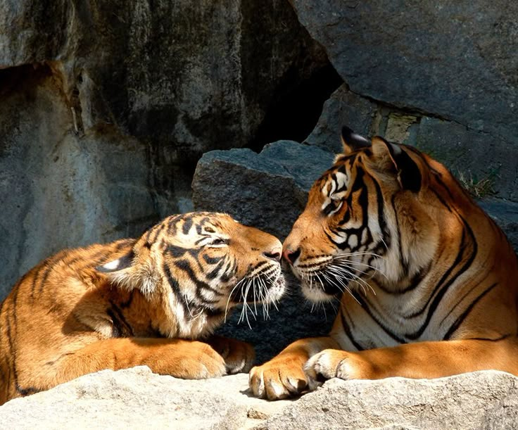 two tigers are playing with each other in the zoo