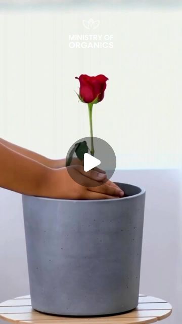 a person's hand holding a rose in a gray pot on top of a table