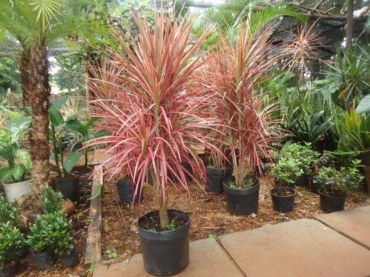 many different types of plants in pots on the ground