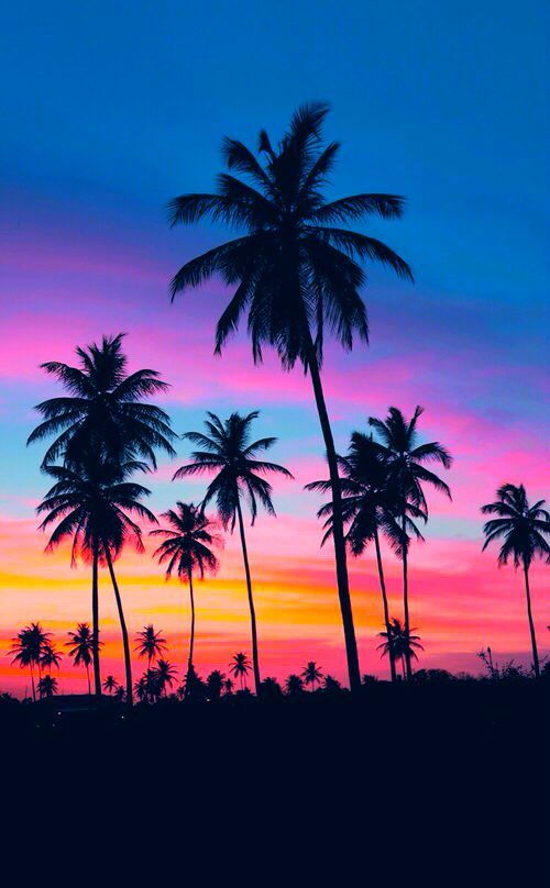 palm trees are silhouetted against an orange and blue sunset