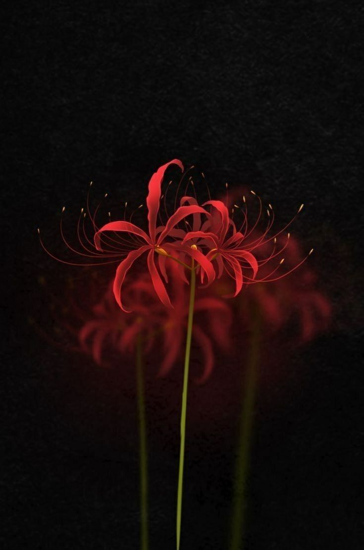 two red flowers in a vase on a black background with light coming from the top