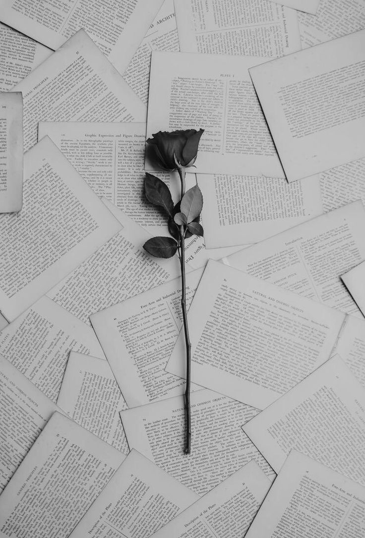 a rose sitting on top of an open book