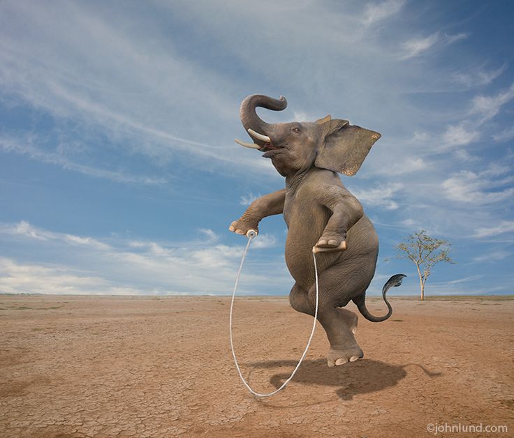 an elephant is jumping in the air with a rope