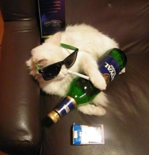 a white cat wearing sunglasses laying on top of a couch next to an empty bottle