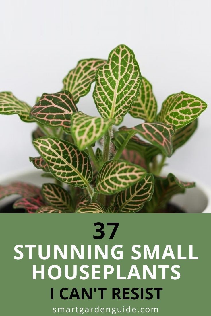 a small houseplant in a white pot with text overlay that reads, 37 stunning small houseplants i can't resist