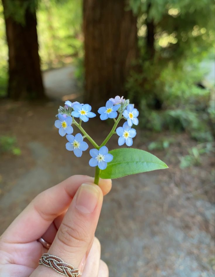 a hand holding a tiny blue flower in front of some trees and dirt path area