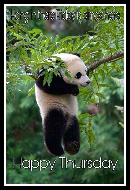 a panda bear hanging from a tree branch