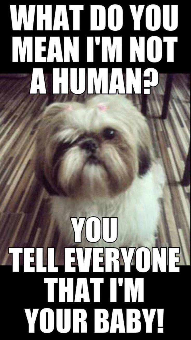 a small dog sitting on top of a wooden floor next to a table with the caption what do you mean i'm not a human?