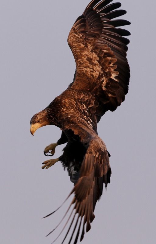 an eagle is flying in the sky with its wings spread out and it's talon extended