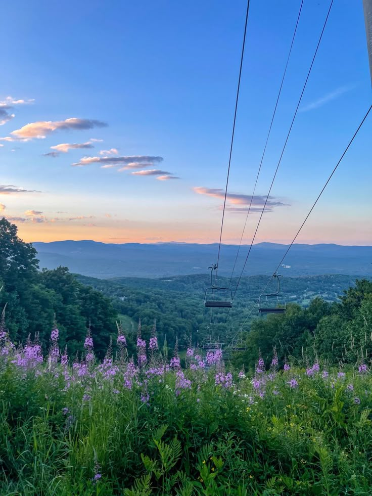 purple flowers in the foreground with a blue sky and mountains in the background