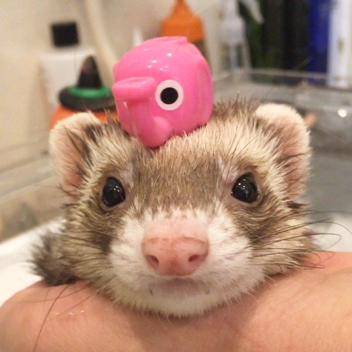 a ferret with a pink toy on its head sitting in a sink next to a faucet