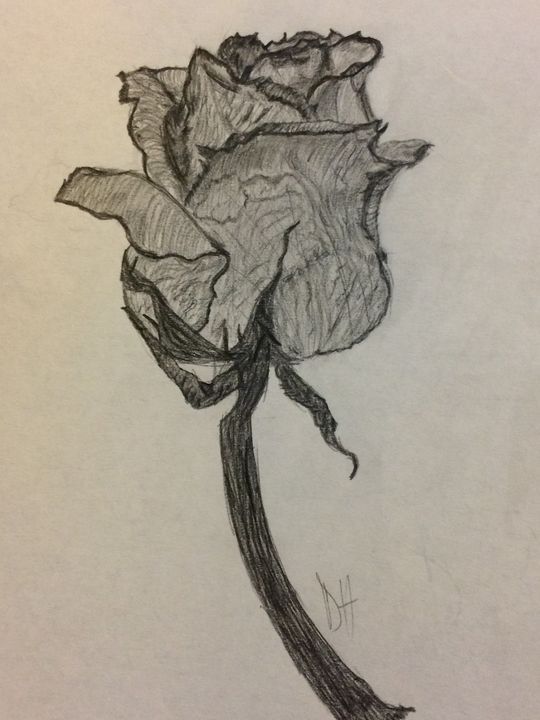 a pencil drawing of a single flower