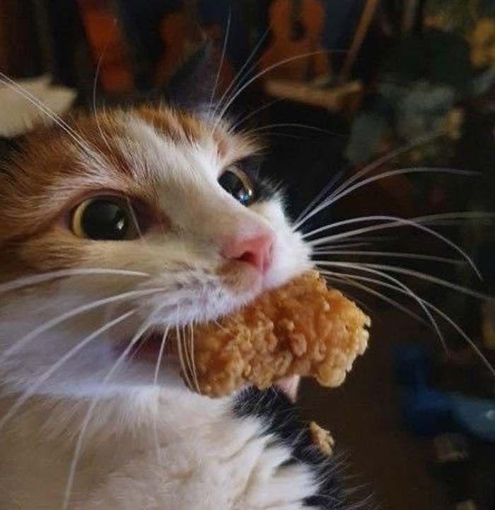 a close up of a cat with food in it's mouth and looking at the camera