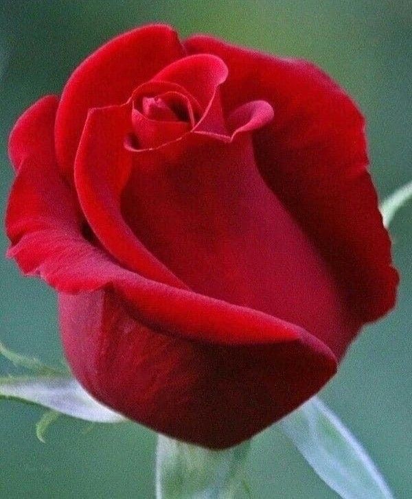 a single red rose with green stems