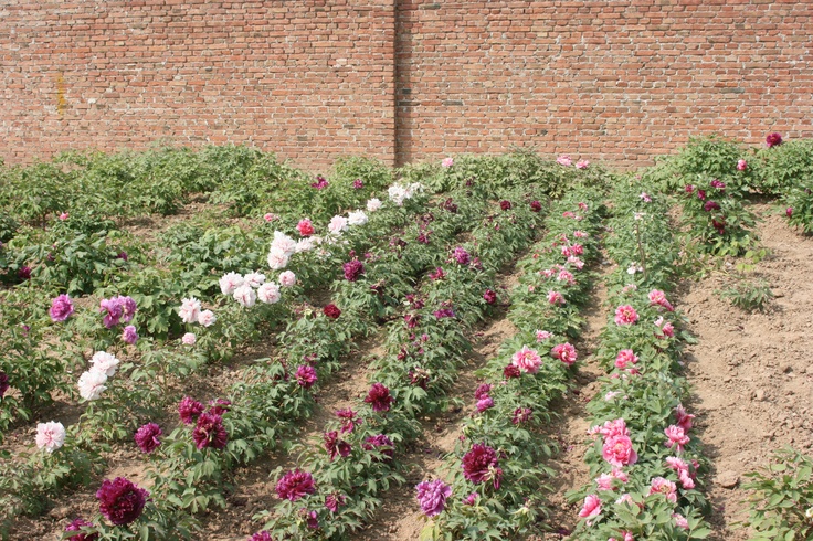 several rows of pink and white flowers in front of a brick wall