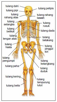 the skeletal skeleton and its major bones are labeled in this diagram, with labels on each side