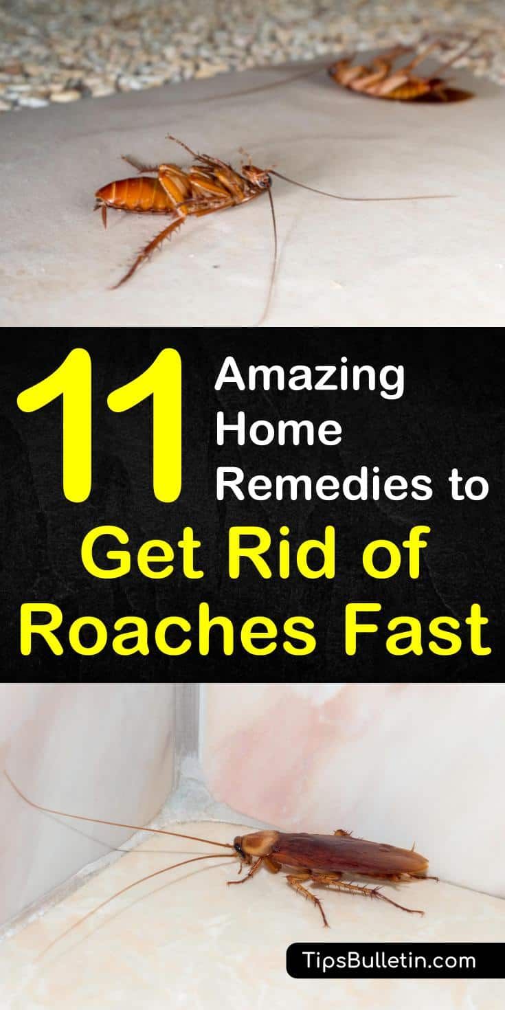 Learn the best home remedies to get rid of roaches fast with essential oils and vinegar in your apartment or in the house. Discover 11 DIY home remedies for killing roaches and insects naturally with borax. #killroaches #diy #roachtraps #cockroach Get Rid Of Roaches Fast, Home Remedies For Roaches, Roach Infestation, Kill Roaches, Household Pests, Diy Pest Control, Diy Remedies, Diatomaceous Earth, Amazing Home