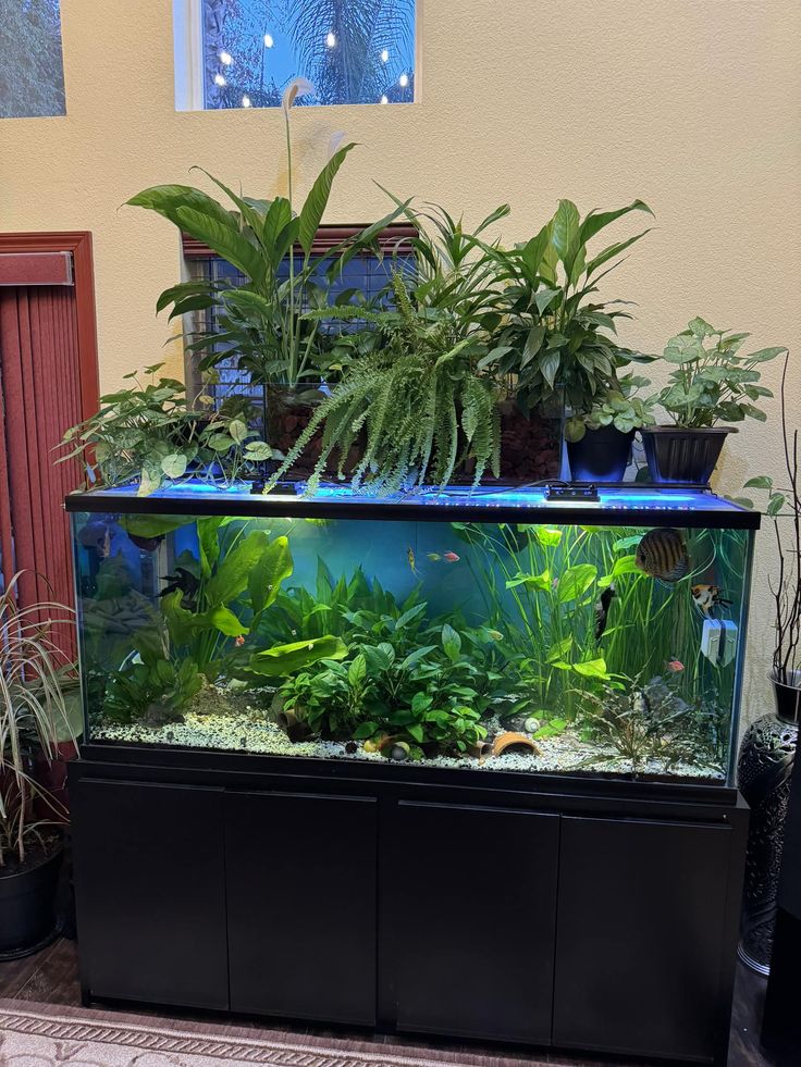 an aquarium filled with plants and fish