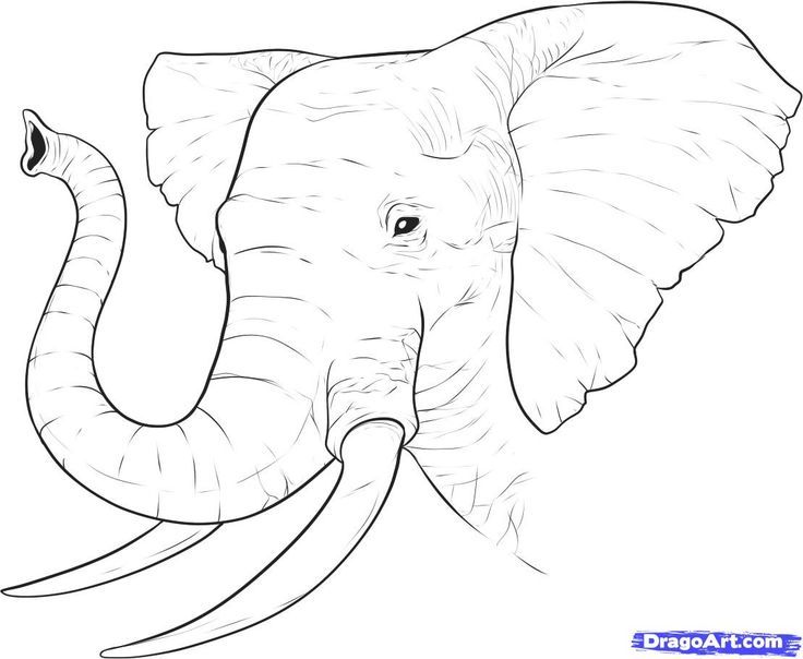 an elephant's head is shown in this drawing