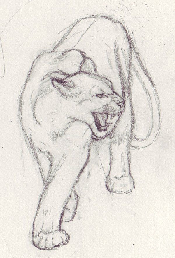 a pencil drawing of a lion with it's mouth open