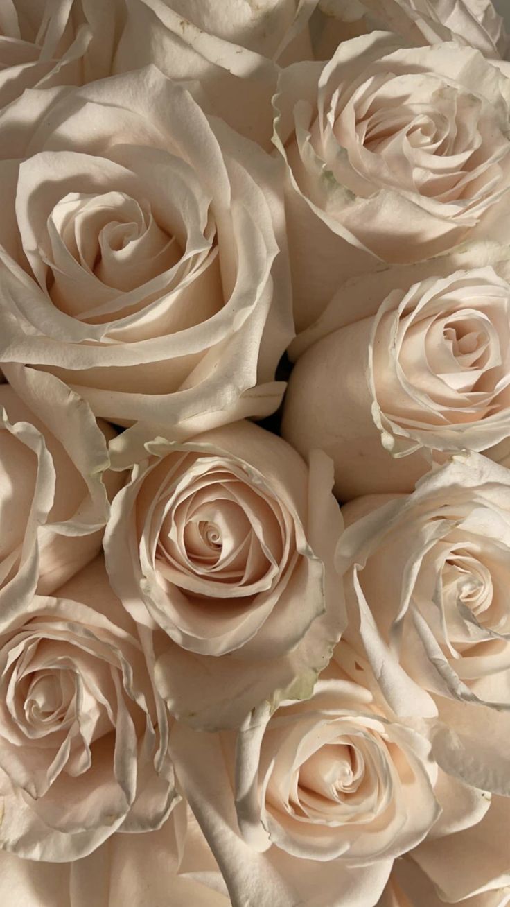 a bouquet of white roses sitting next to each other