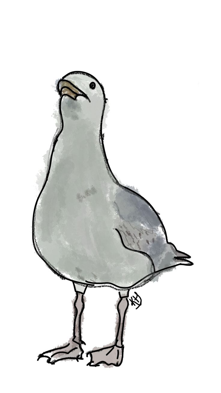 a drawing of a seagull on a white background