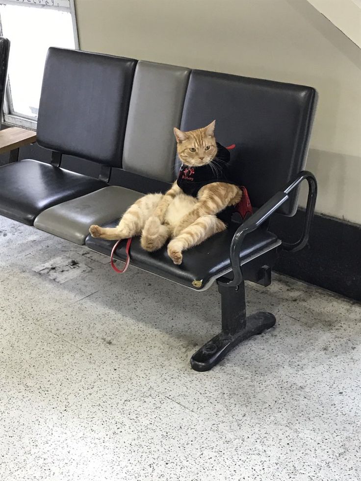 a cat sitting on top of a black leather seat next to a table and chair