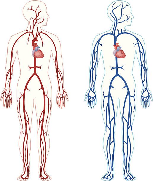 an image of the human heart and blood vessels