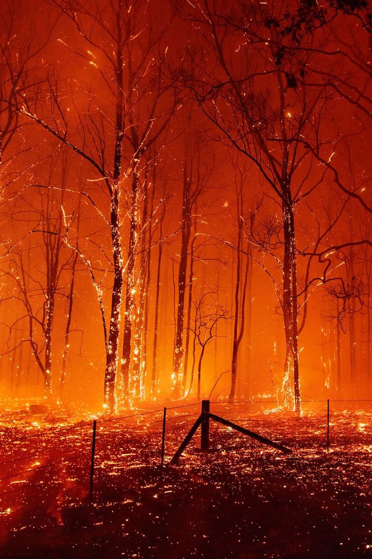 a forest filled with lots of trees covered in orange fire retardants at night