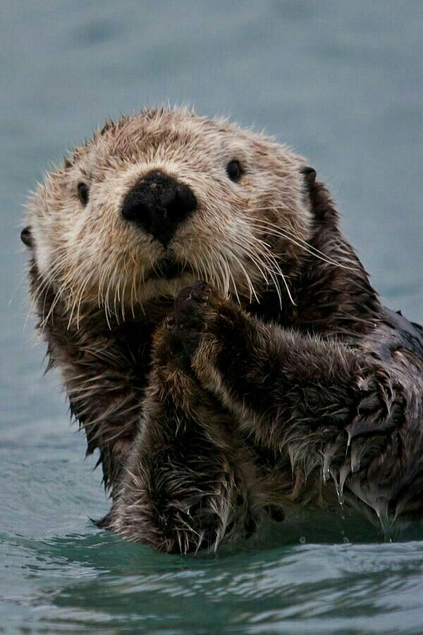 an otter is in the water with its paws on it's back