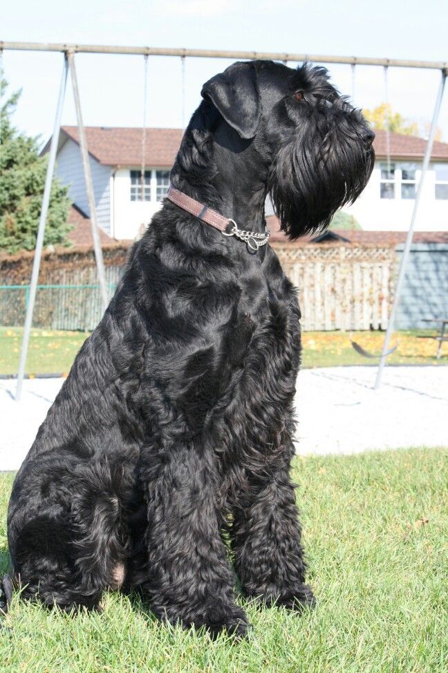 a large black dog sitting in the grass