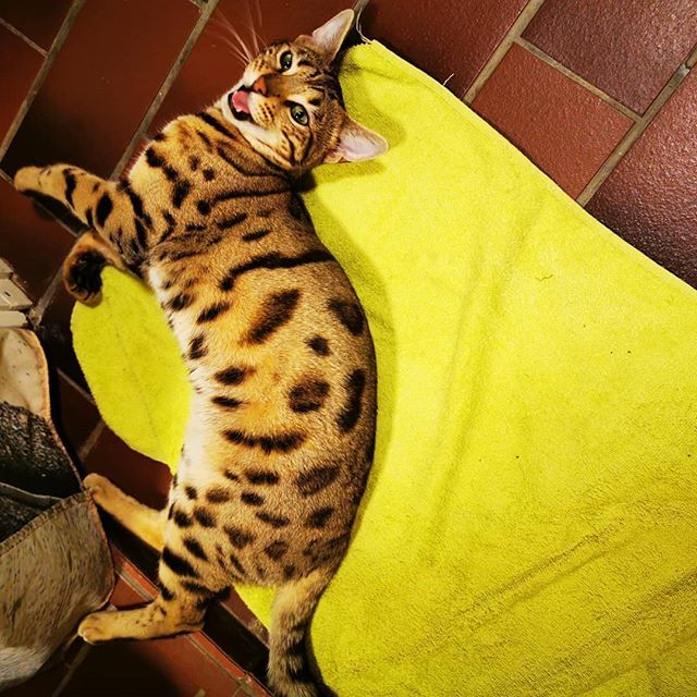 Bengal Cat Indoor