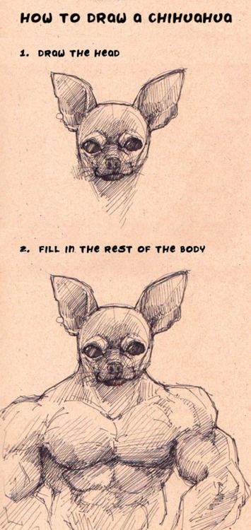 how to draw a chihuahua from the front and back view, with instructions on how to draw