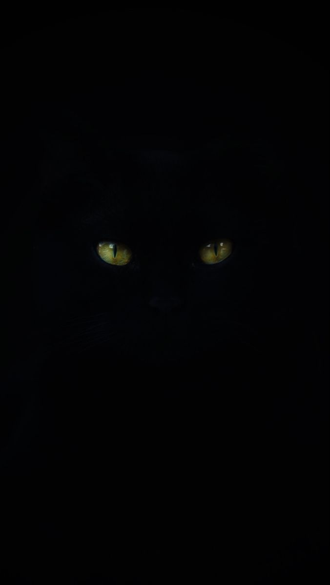 a black cat with glowing yellow eyes in the dark