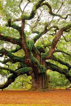 an old tree in the middle of a forest with lots of leaves on the ground