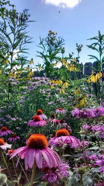 a field full of purple and yellow flowers