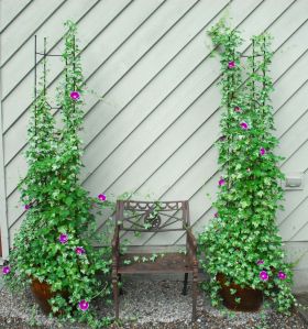 two potted plants are next to a bench on the side of a building,