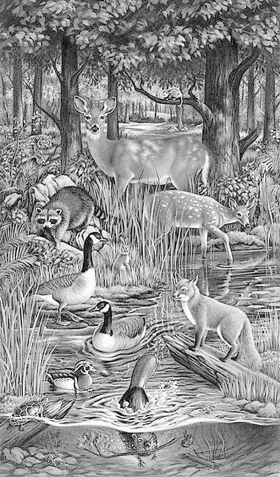 a black and white drawing of animals in the woods with water, grass and trees