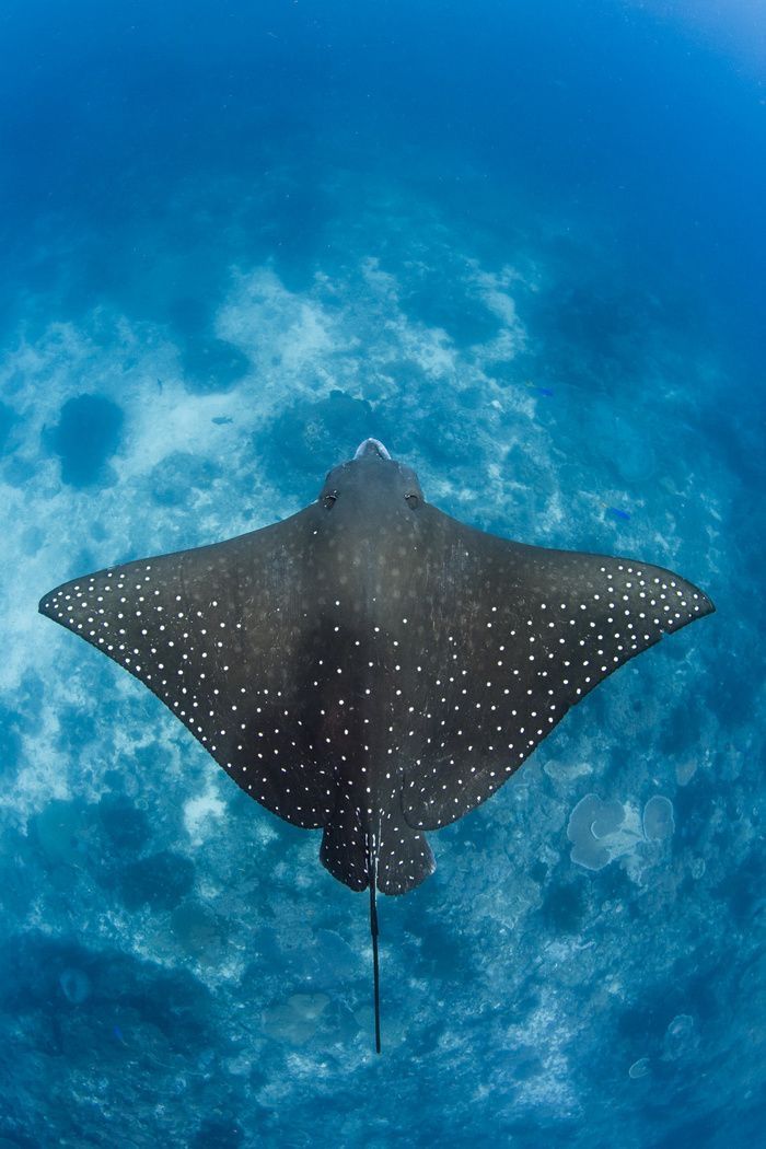 a manta ray swimming in the ocean