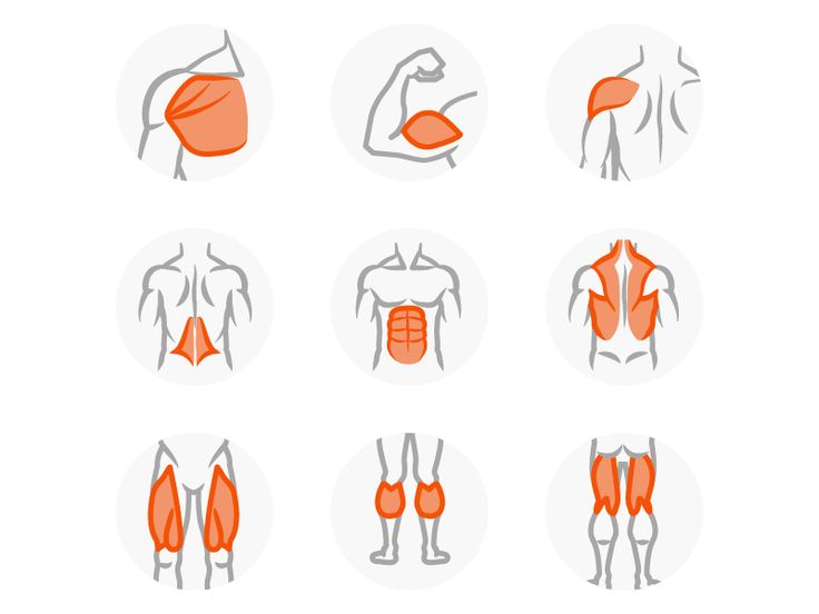 the muscles are shown in different positions and sizes, including one for each muscle type