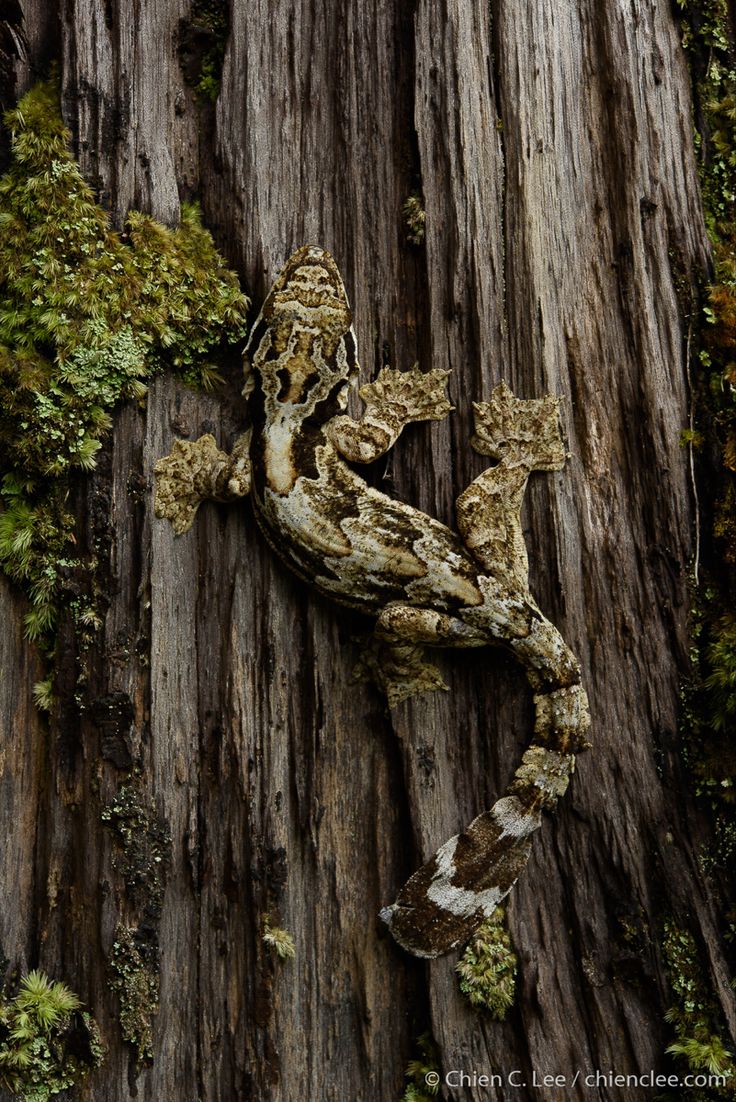 a gecko climbing up the side of a tree in front of a moss covered log