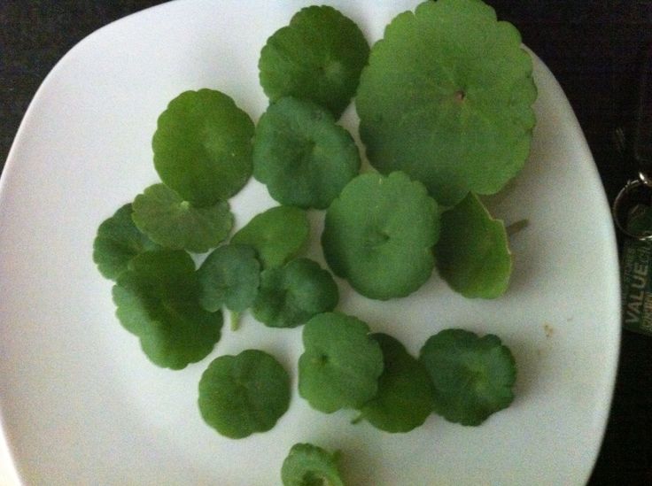 some green leaves are on a white plate