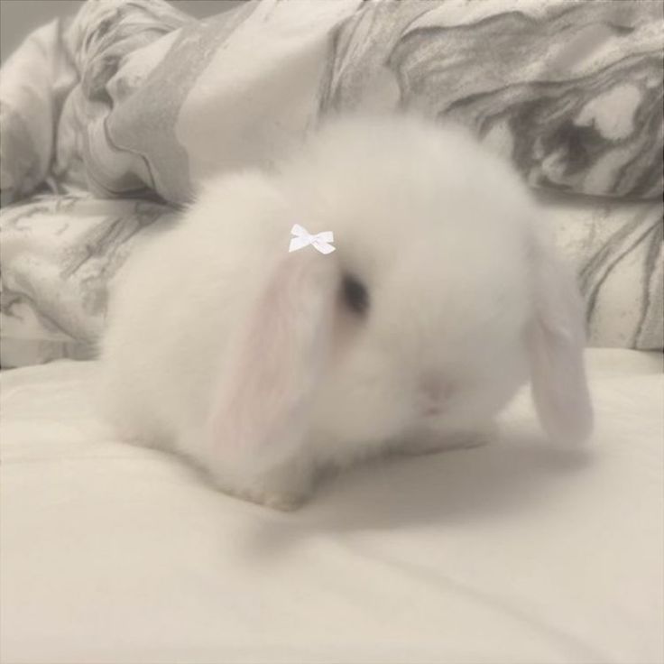 a small white rabbit sitting on top of a bed