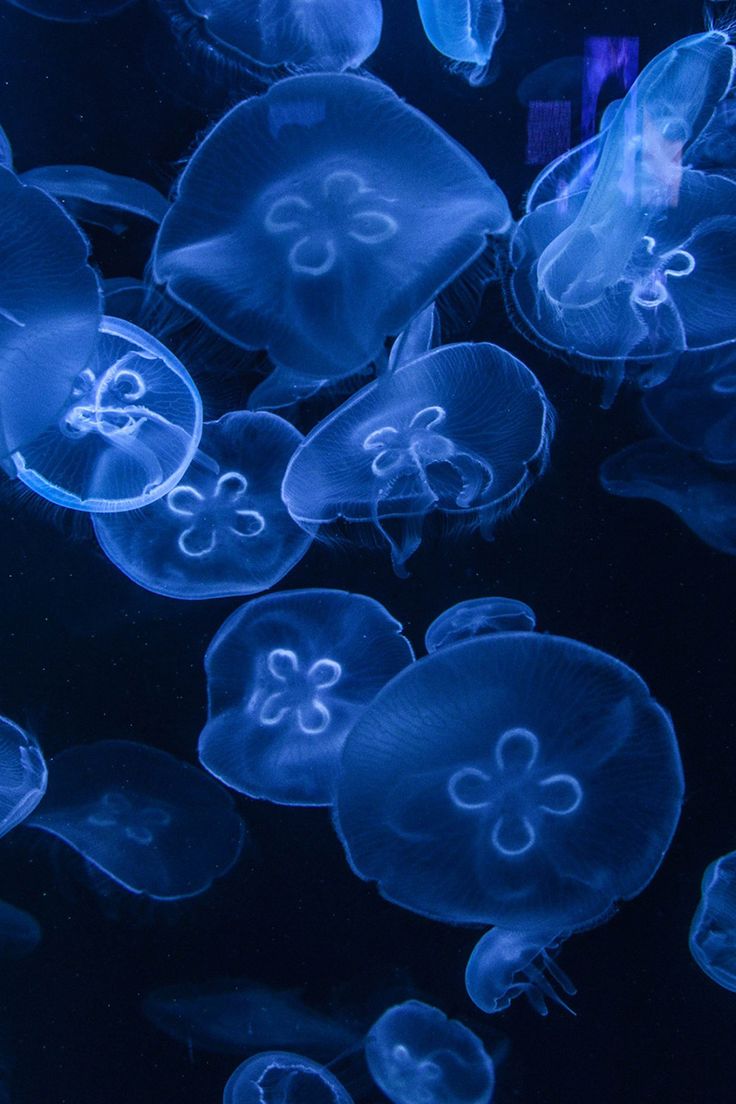 many jellyfish are swimming in the water