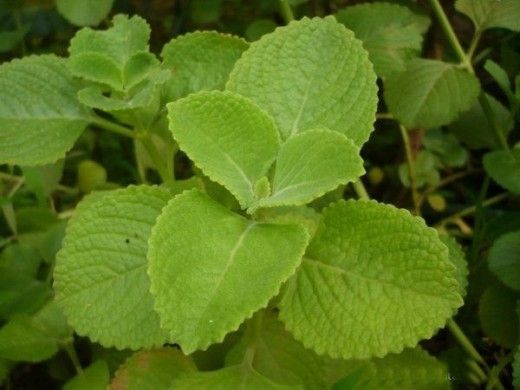 green leaves are growing in the grass