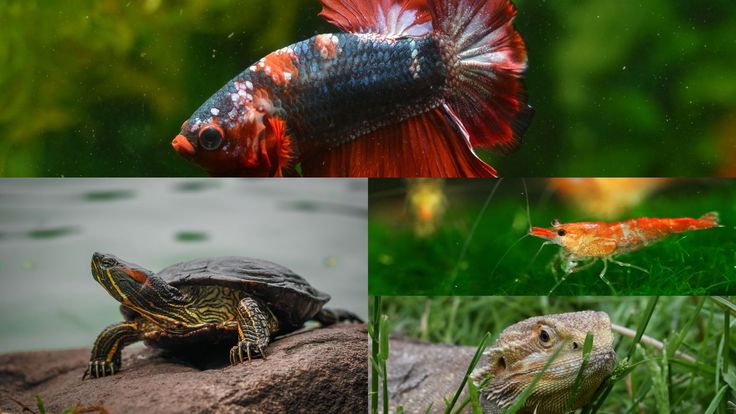 Turtle, Tortoise & Aquarium Pets