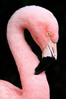 a pink flamingo standing in front of a black background