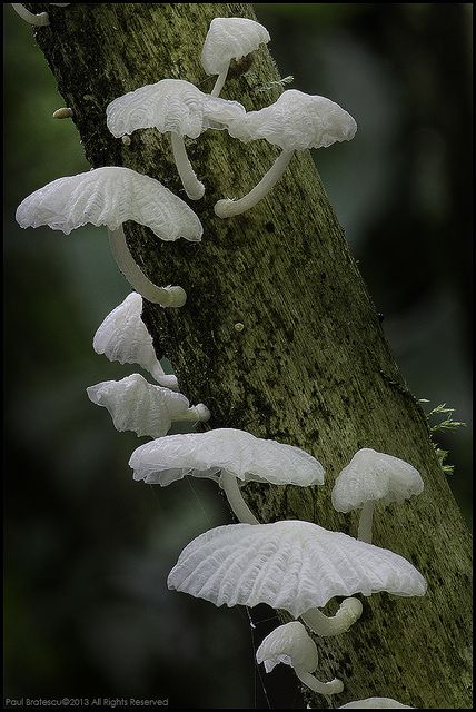 white mushrooms growing on the side of a tree