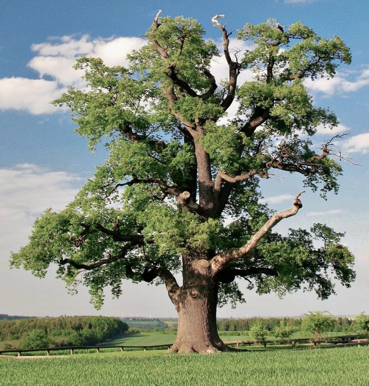 a large tree in the middle of a field