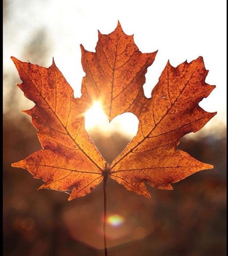 the sun is shining behind two maple leaves